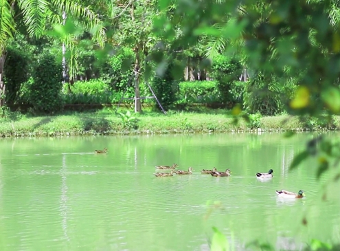 Khoảnh khắc yên bình tại Ecogarden